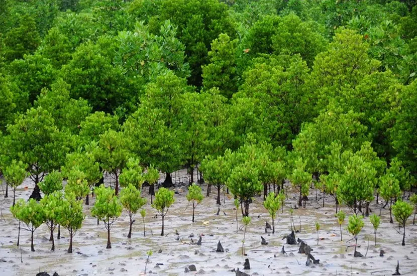 Mangroves-1